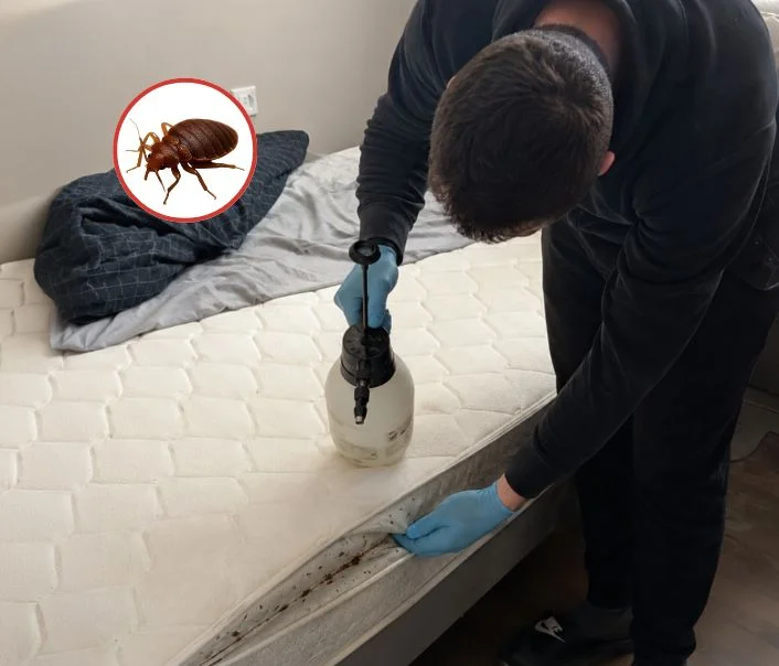 Technicien traitant un matelas contre les punaises de lit à Piscop